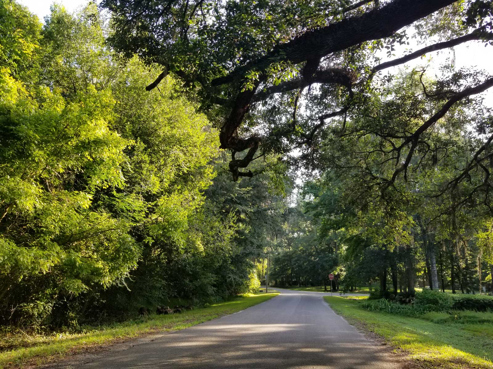 Sarasota Arborist