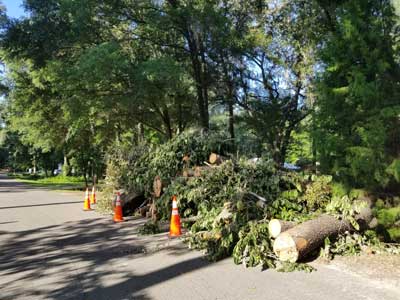 tree care consulting