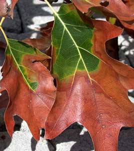 Why are my leaves turning brown?