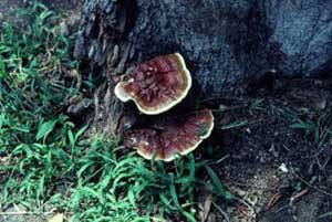 Is this conk killing my tree?