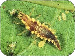 Larvae: keep or kill?