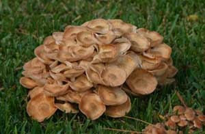 Mushrooms: Friend or Foe?